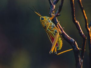 Превью обои кузнечик, насекомое, ветки