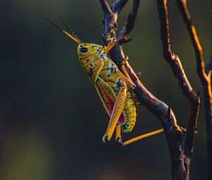 Превью обои кузнечик, насекомое, ветки