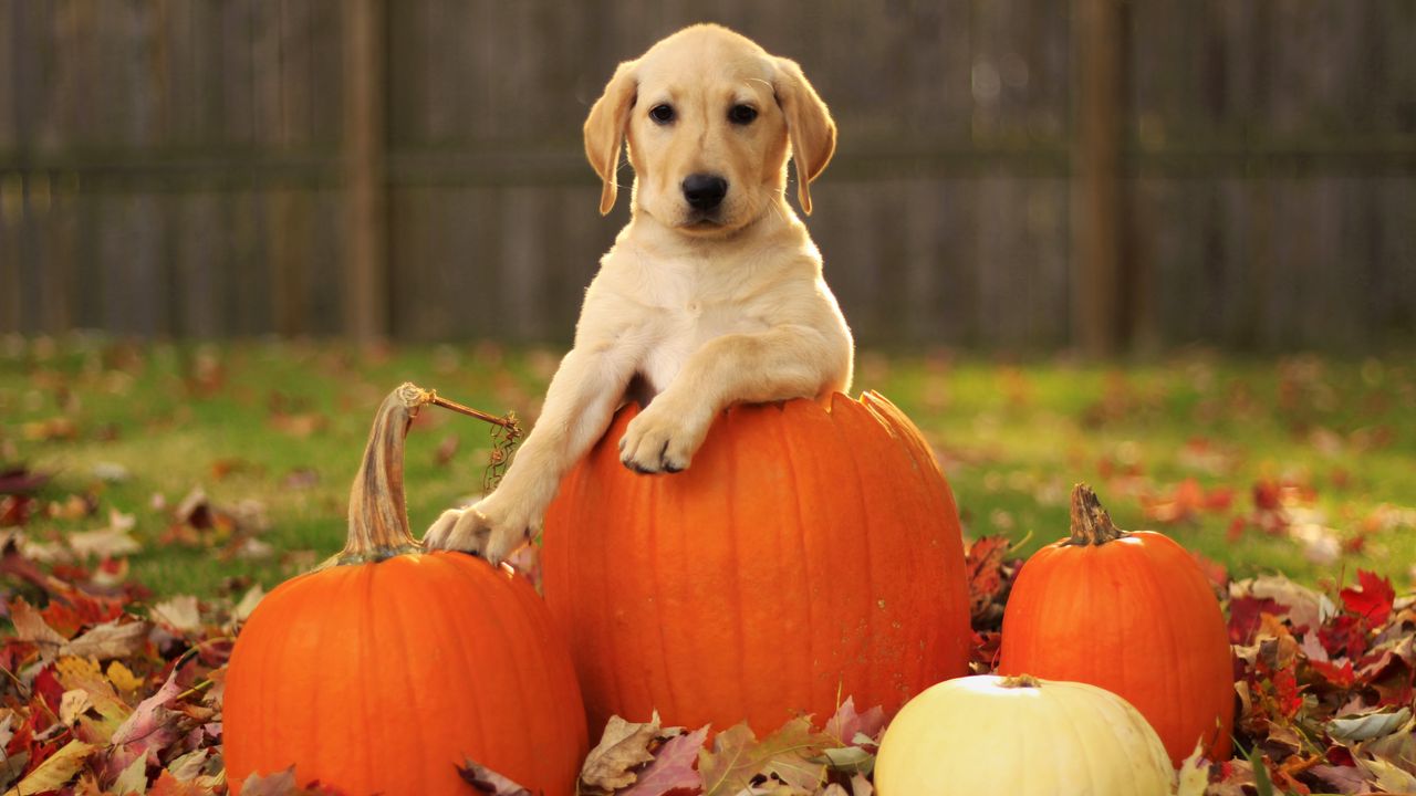 Обои лабрадор ретривер, листья, осень, собака, тыквы, щенок