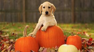 Превью обои лабрадор ретривер, листья, осень, собака, тыквы, щенок