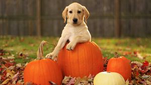 Превью обои лабрадор ретривер, листья, осень, собака, тыквы, щенок
