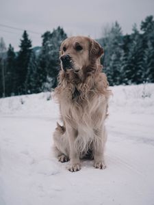 Превью обои лабрадор, собака, морда, зима, снег