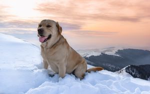 Превью обои лабрадор, собака, снег, горы