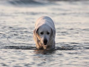 Превью обои лабрадор, собака, вода, мокрый