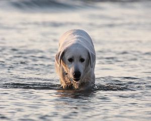 Превью обои лабрадор, собака, вода, мокрый