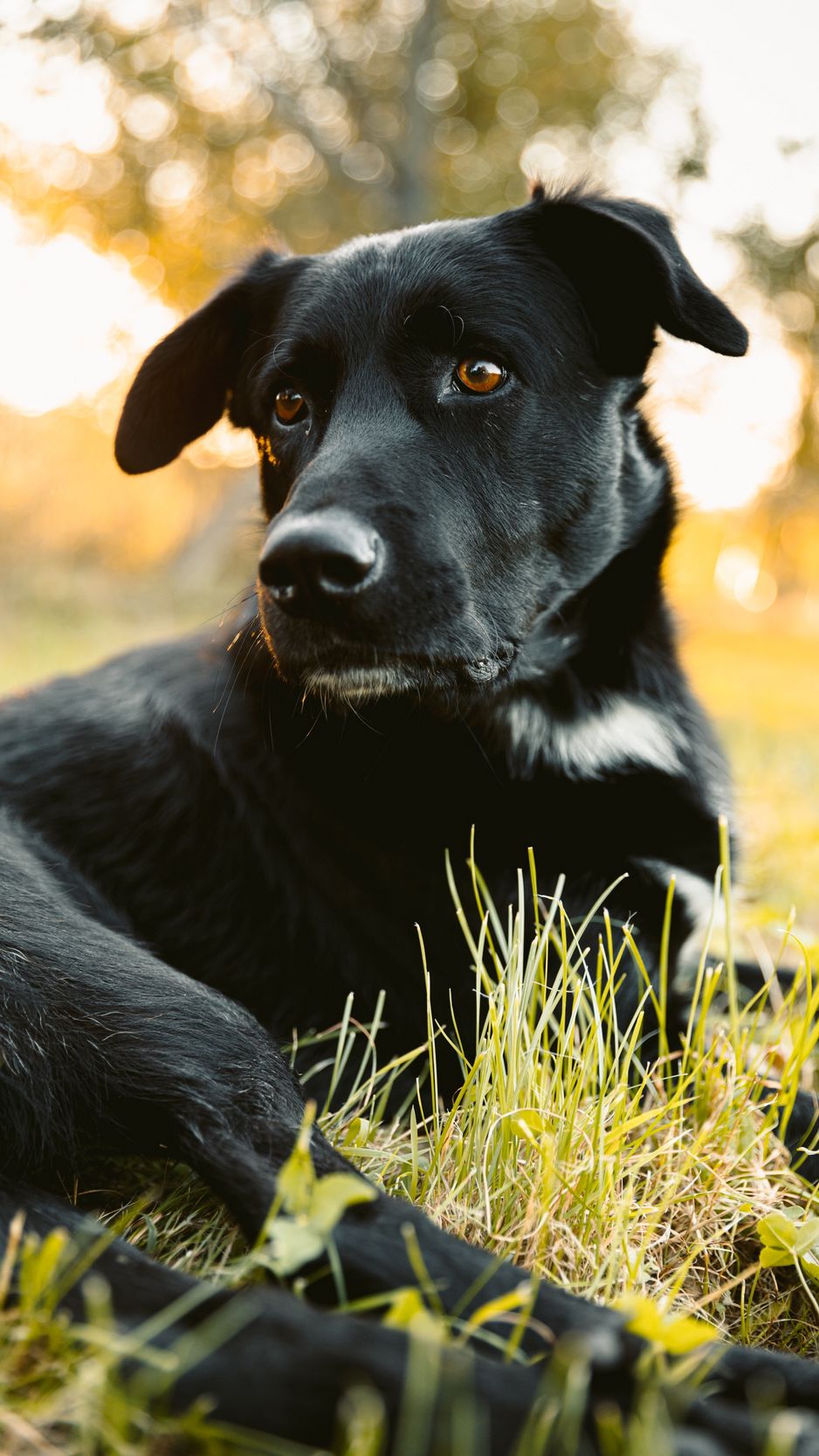 картинки черных собак