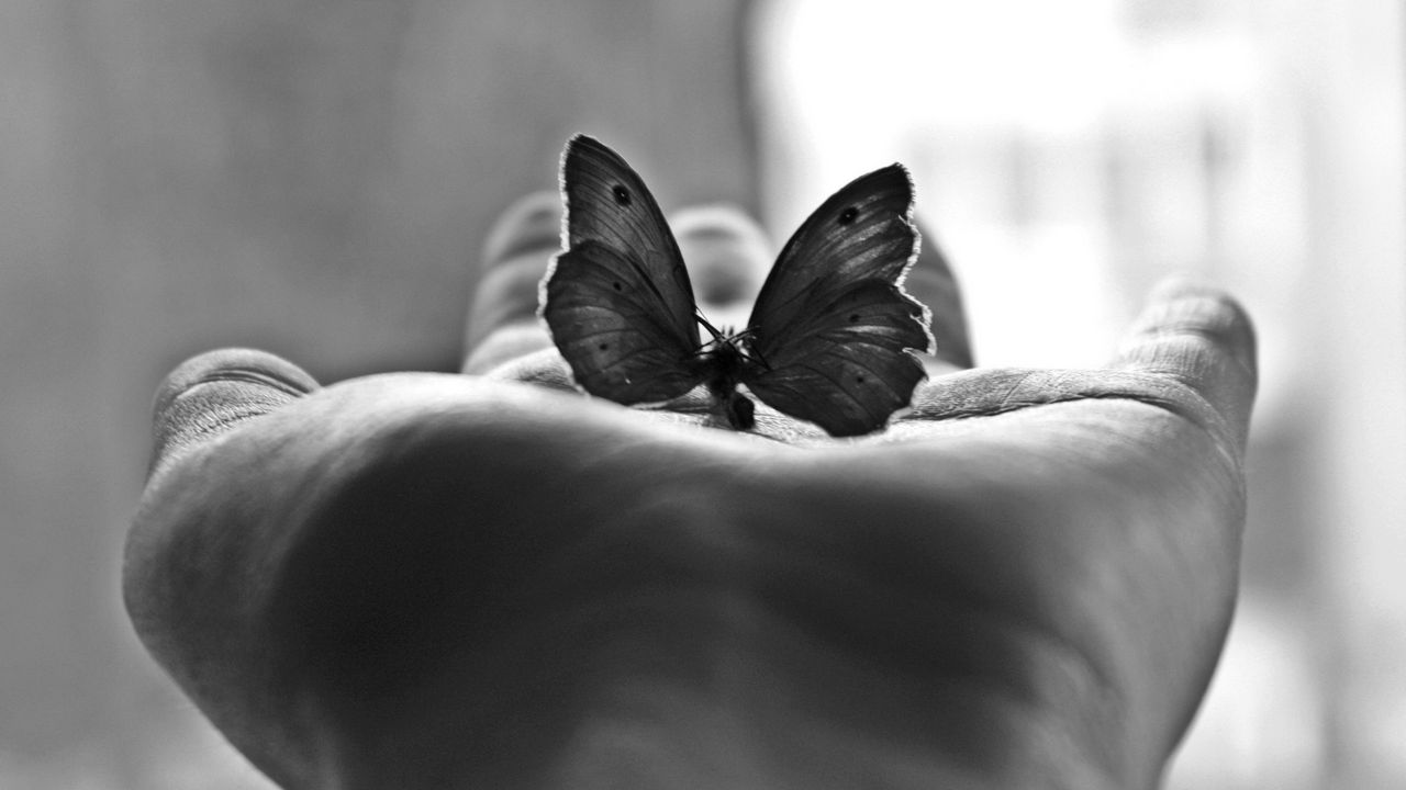 Обои ладонь, бабочка, настроение, чб