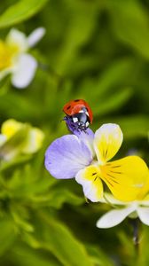 Превью обои ladybug, flowers, crawling, insect