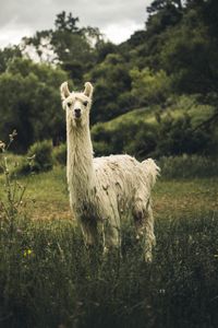 Превью обои лама, белый, забавный, милый, животное