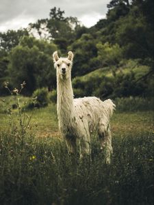 Превью обои лама, белый, забавный, милый, животное
