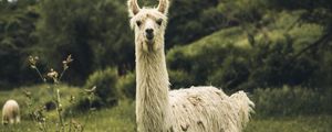 Превью обои лама, белый, забавный, милый, животное