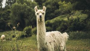 Превью обои лама, белый, забавный, милый, животное