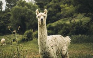 Превью обои лама, белый, забавный, милый, животное