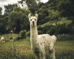 Превью обои лама, белый, забавный, милый, животное
