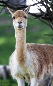 Превью обои лама, милый, взгляд, животное, мех