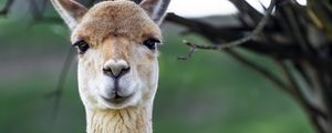 Превью обои лама, милый, взгляд, животное, мех