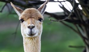 Превью обои лама, милый, взгляд, животное, мех
