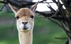 Превью обои лама, милый, взгляд, животное, мех