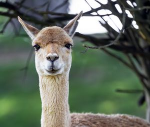 Превью обои лама, милый, взгляд, животное, мех