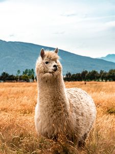 Превью обои лама, животное, пушистый, холм