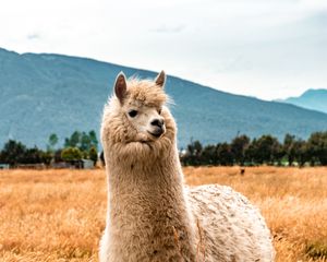 Превью обои лама, животное, пушистый, холм