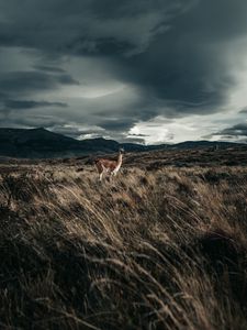 Превью обои лама, животное, трава, холмы, дикая природа