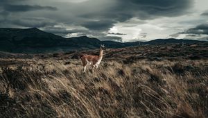Превью обои лама, животное, трава, холмы, дикая природа