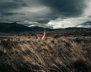 Превью обои лама, животное, трава, холмы, дикая природа