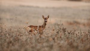 Превью обои лань, взгляд, животное, поле, дикая природа