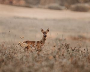 Превью обои лань, взгляд, животное, поле, дикая природа