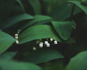 Превью обои ландыши, цветы, листья