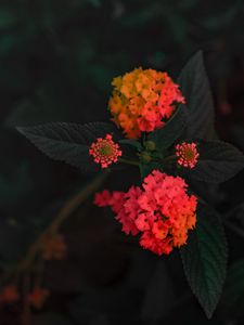 Превью обои лантана сводчатая, цветок, оранжевый, зонтфонарь, куст, цветение