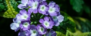 Превью обои лантана, цветы, лепестки, листья, фиолетовый