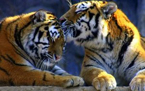 Превью обои ласки хищников, тигр, забота