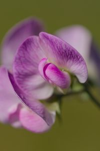 Превью обои латирус, цветок, лепестки, макро, розовый