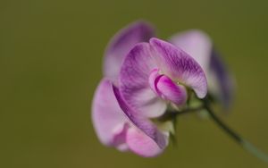 Превью обои латирус, цветок, лепестки, макро, розовый