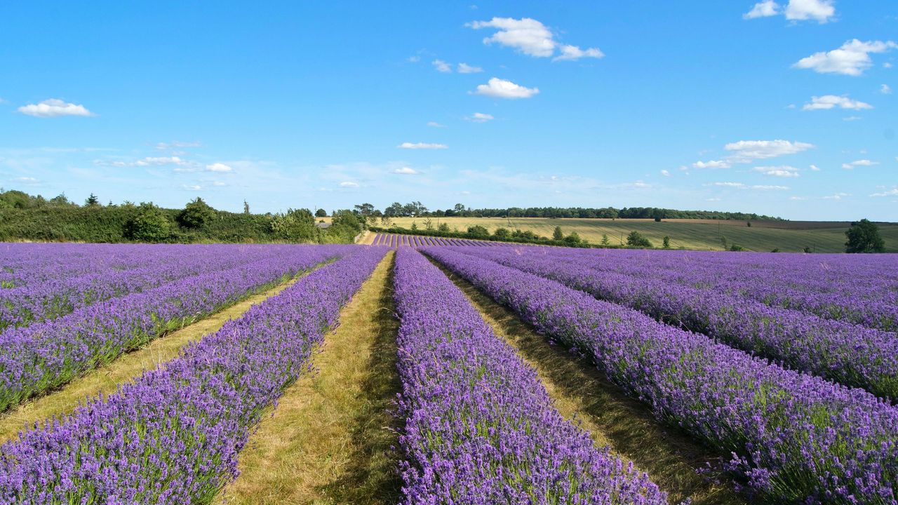 Обои лаванда, поле, цветы, кусты, облака, пейзаж