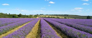 Превью обои лаванда, поле, цветы, кусты, облака, пейзаж