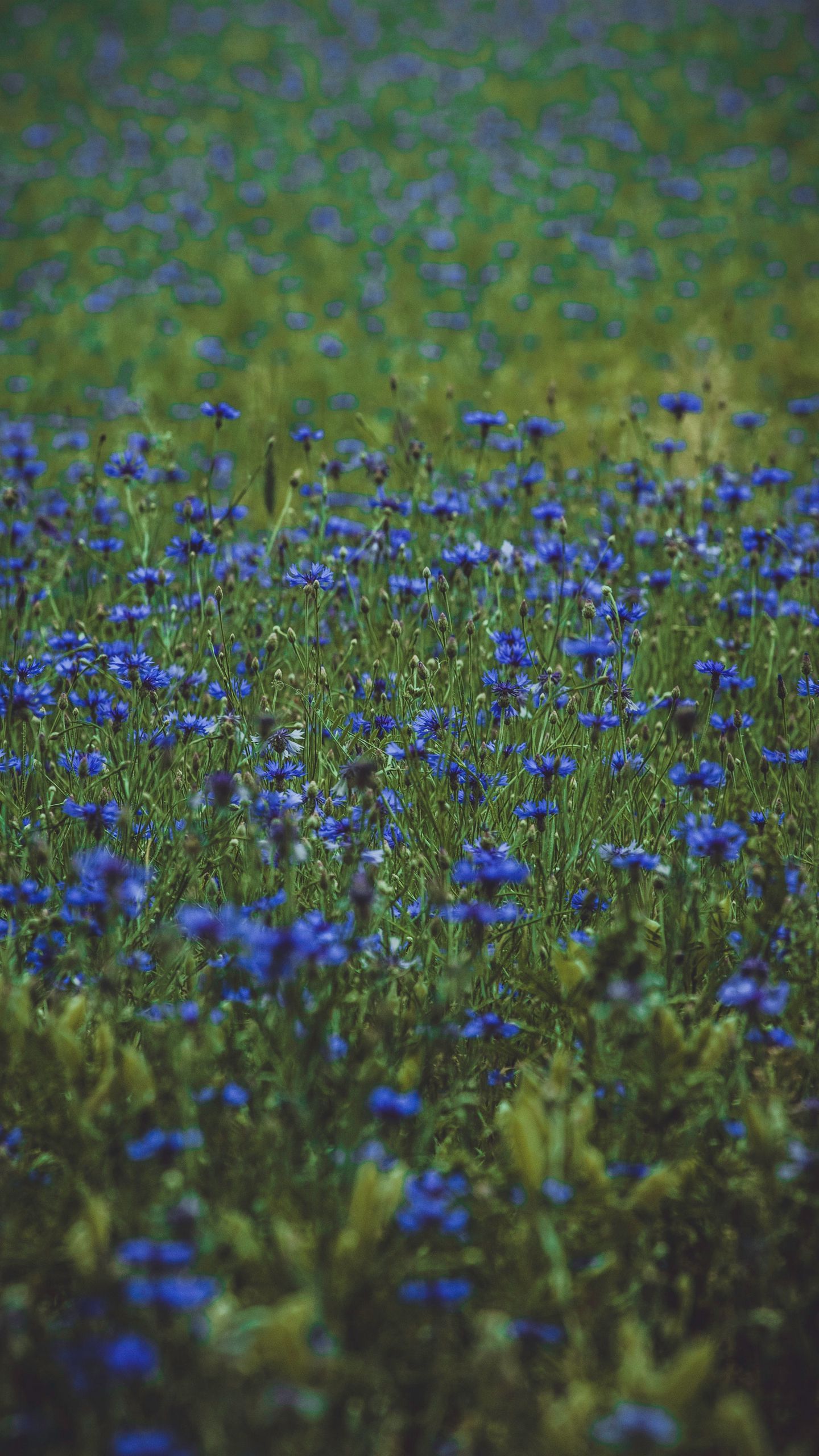 1440x2560 Обои лаванда, полевые цветы, цветы, поляна, цветение, трава