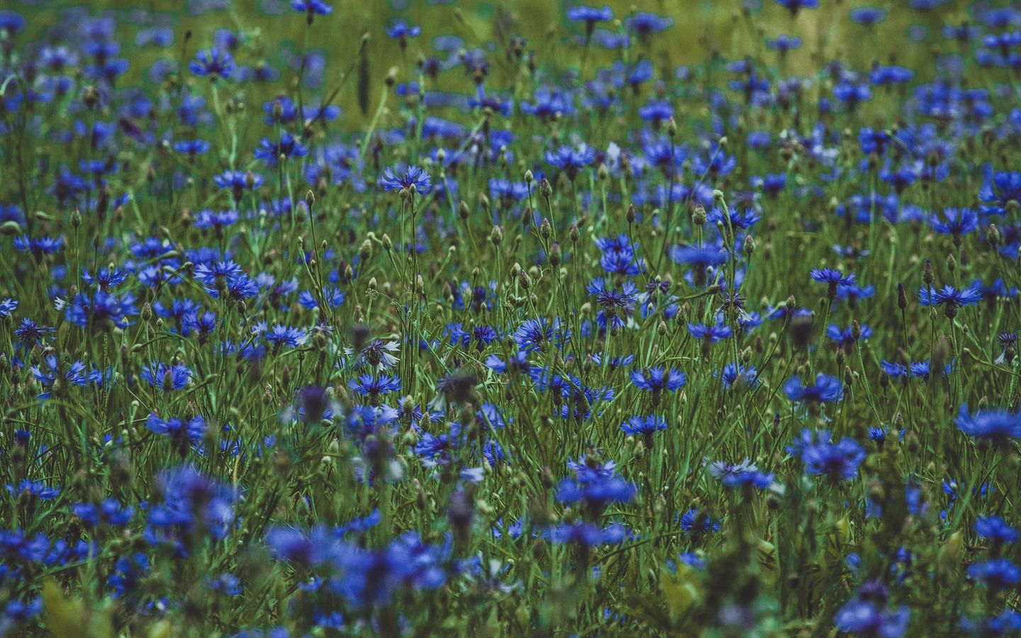 1440x900 Обои лаванда, полевые цветы, цветы, поляна, цветение, трава