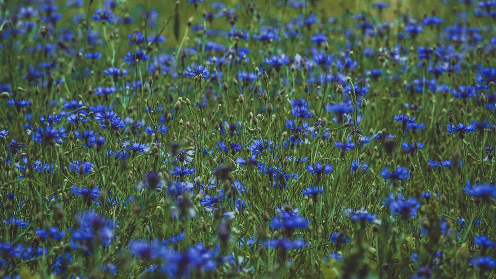 1600x900 Обои лаванда, полевые цветы, цветы, поляна, цветение, трава