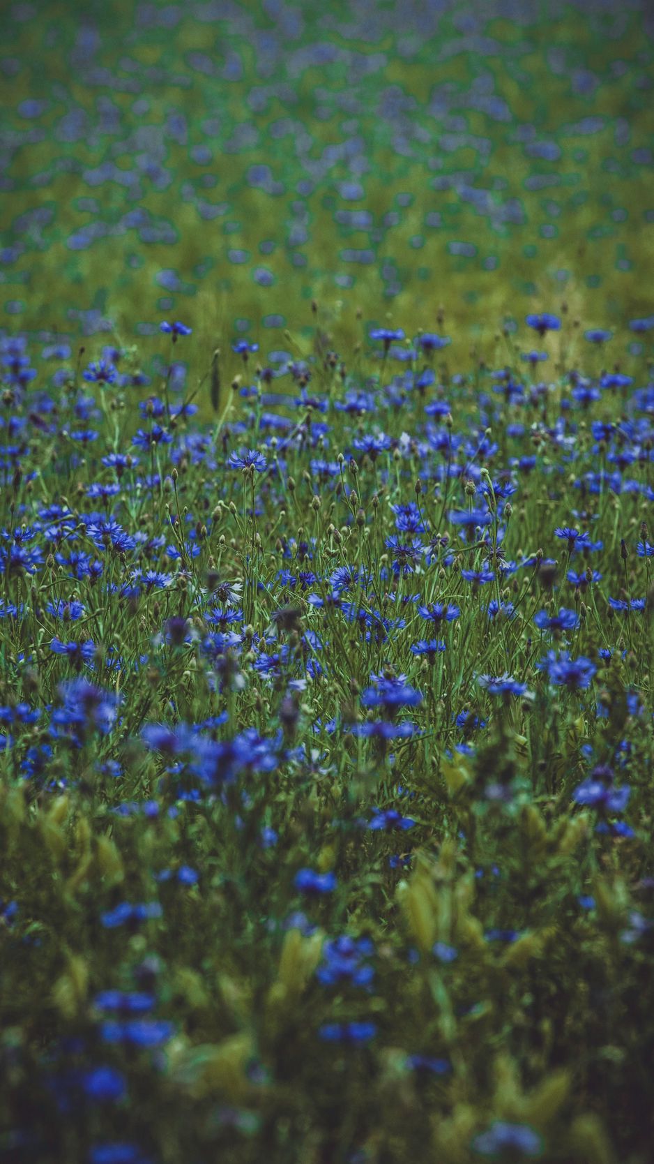 938x1668 Обои лаванда, полевые цветы, цветы, поляна, цветение, трава