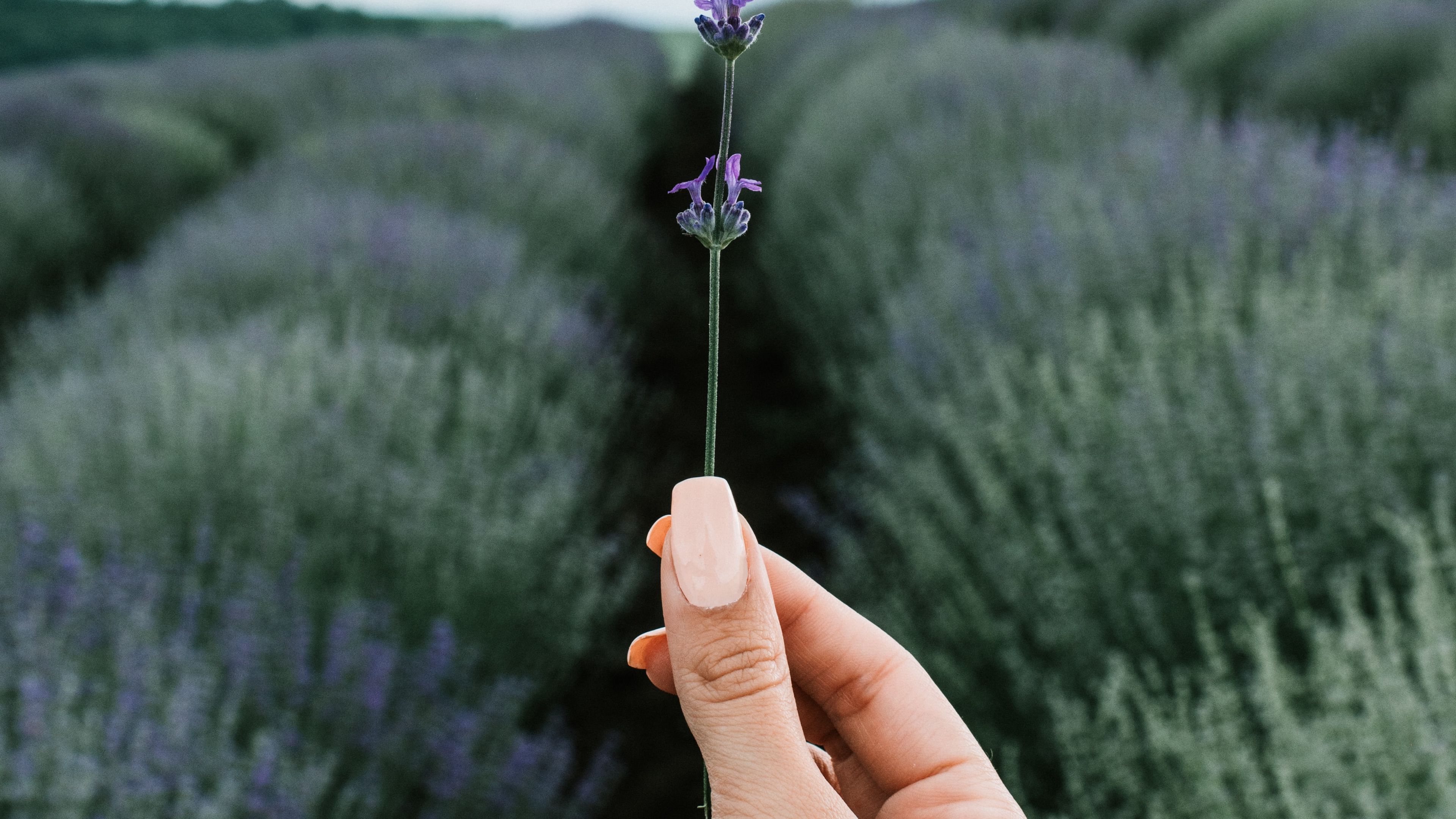 Лаванда Lavender aesthetic