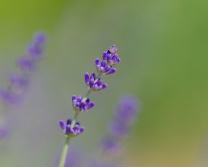 Превью обои лаванда, цветы, фиолетовый, размытие, макро