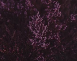 Превью обои лаванда, цветы, фиолетовый, цветение, крупный план