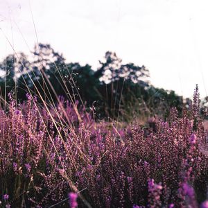 Превью обои лаванда, цветы, фиолетовый, поле, цветение