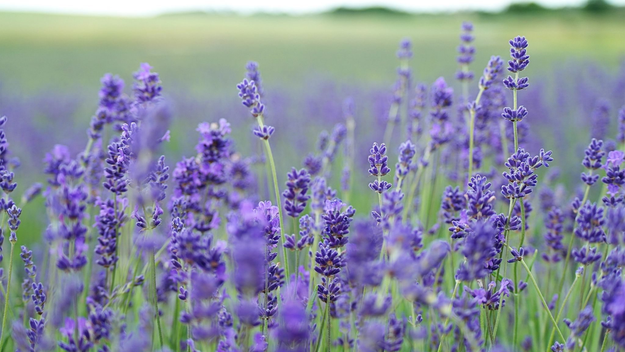 Лаванда Lavender aesthetic