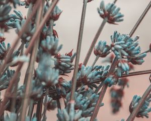 Превью обои лаванда, цветы, ветки, размытость