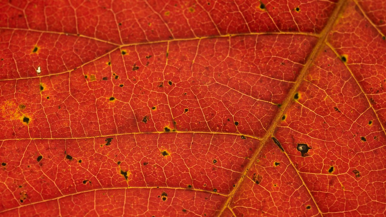Обои leaf, veins, red, macro