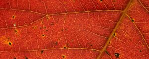 Превью обои leaf, veins, red, macro